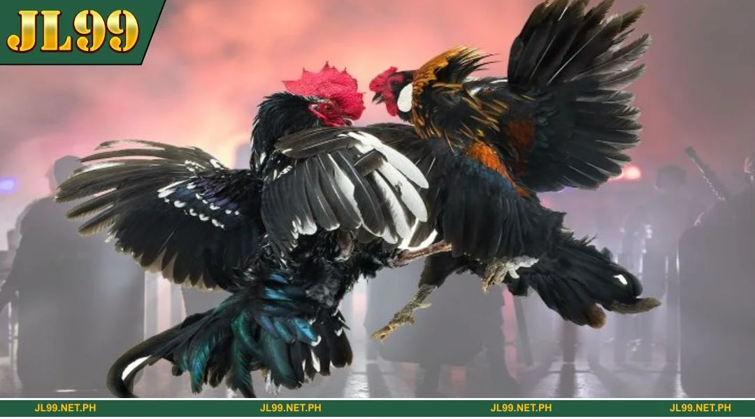 The JL99 Sabong lobby offers a variety of different cockfighting arenas