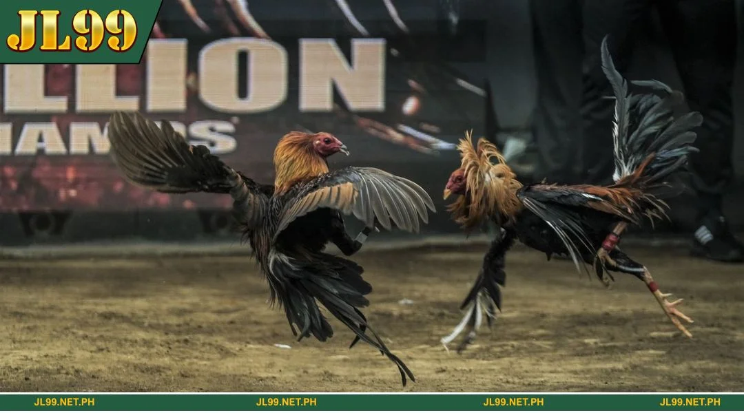 The outstanding features of Sabong attract many loyal members